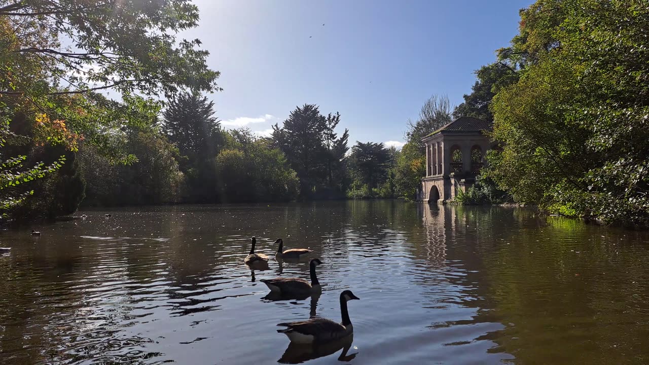 relaxing with the swans