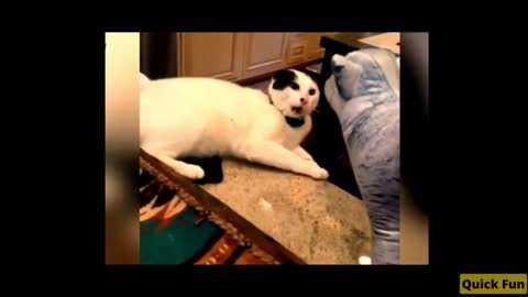 Dogs and Cats Very Funny Videos