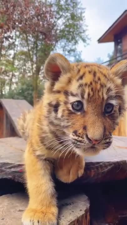 Funny Baby Animals