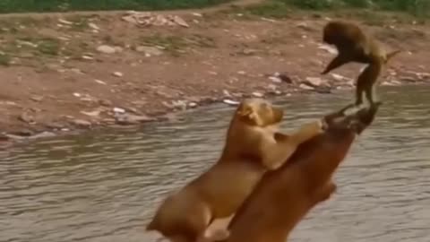 Lion Vs Monkey Amazing Video