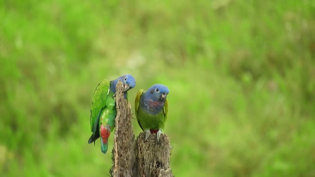 A green parrots couple