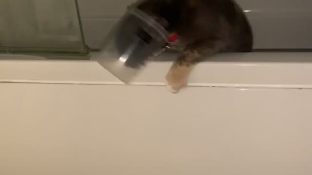 Cat Gets Stuck Inside Bathtub Toy