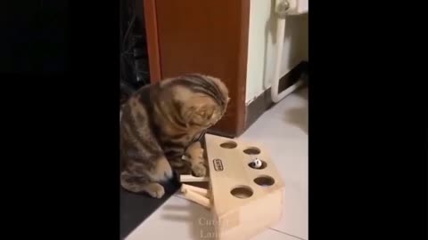 Cute pets, cute life, these little cute daily funny and cute