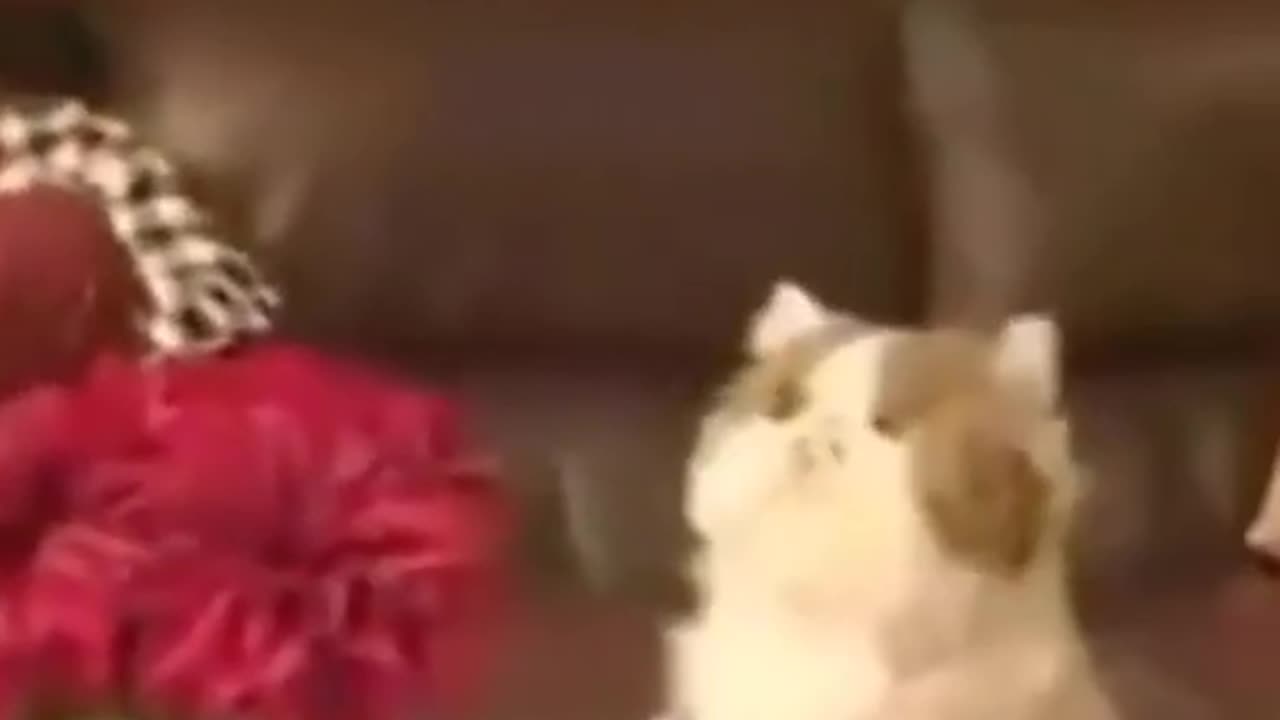 Cat playing video