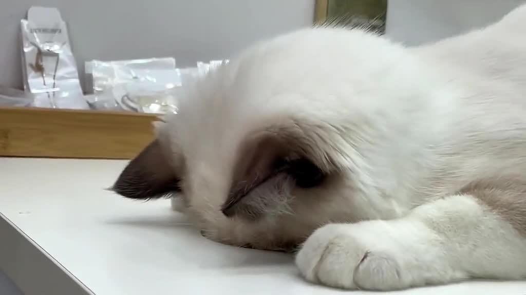225_She is so cute #cat #catsoftiktok #catslovers #cattok #foryou