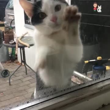 Cat wants to come inside