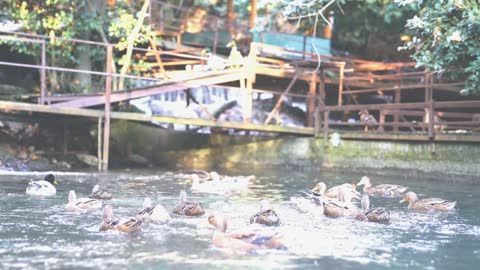 ducks playing in water