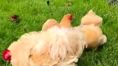 Beautiful chicken 🐓