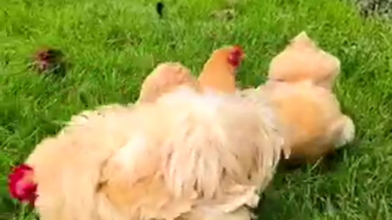 Beautiful chicken 🐓