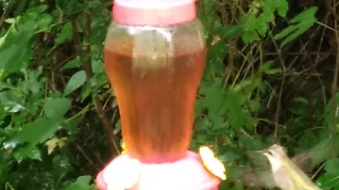 Hummingbird Feeder