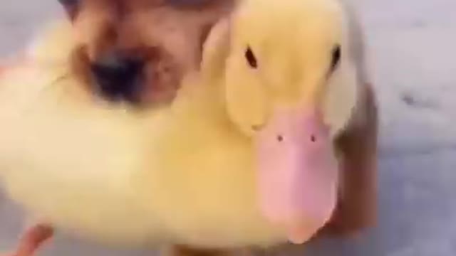 Cute puppy with duck