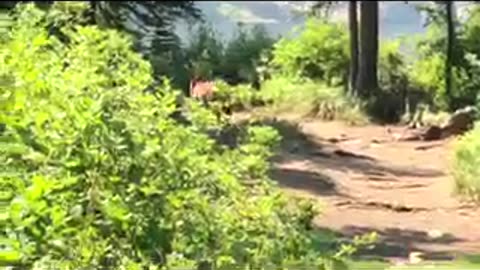Mountain Lion at Cliff Lake, Superior MT