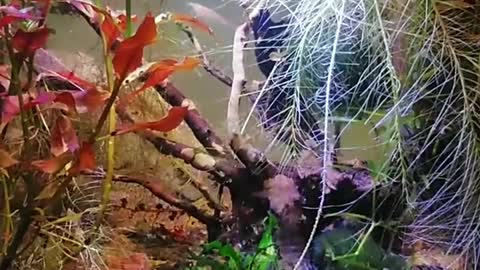 4 gallon shrimps