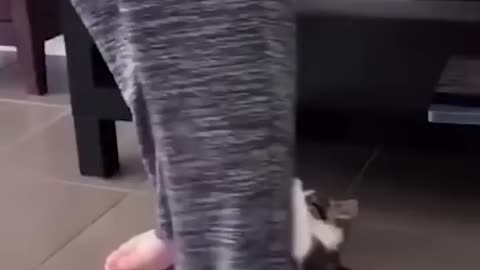 Funny Cats and Dogs Videos .