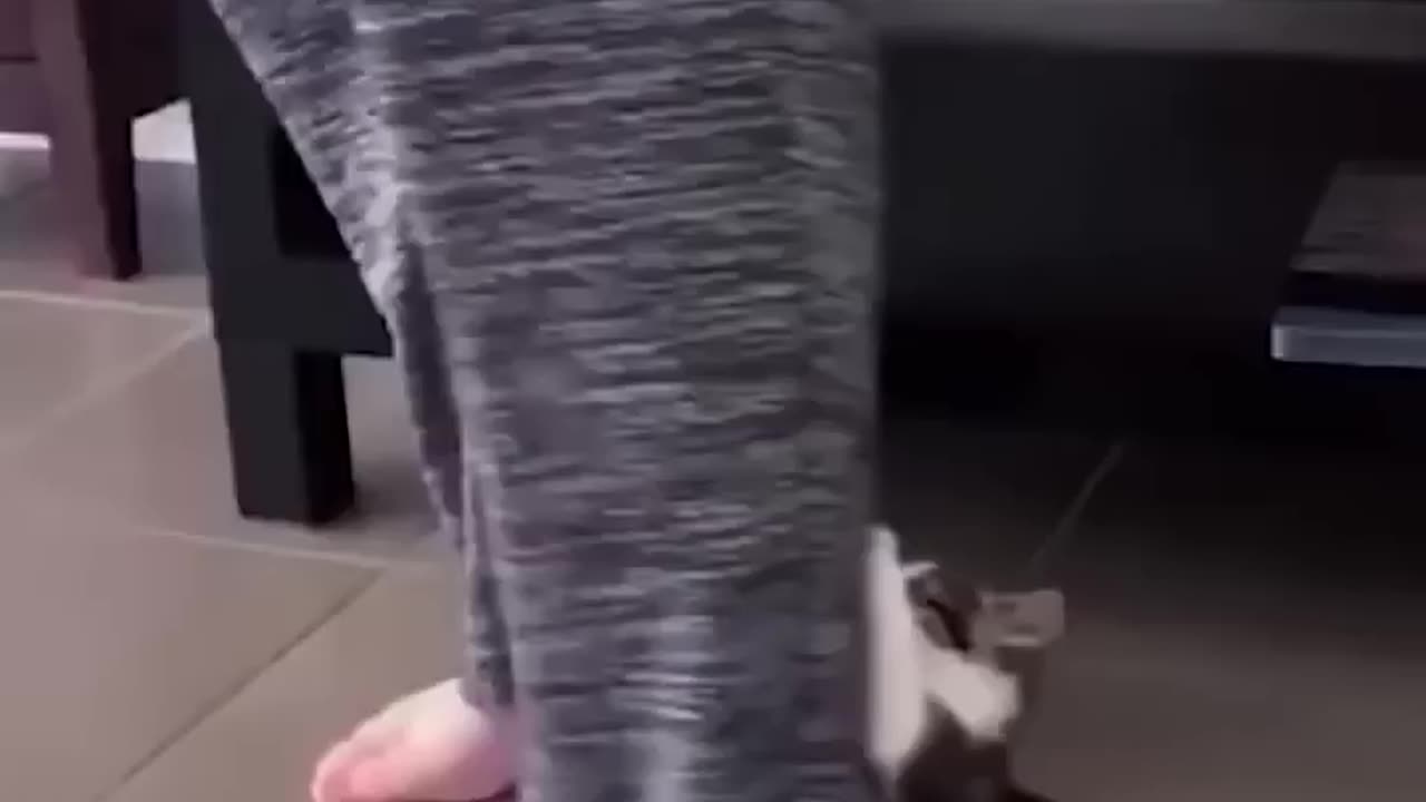 Funny Cats and Dogs Videos .