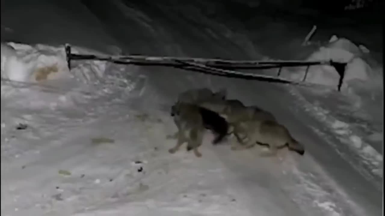 6 fiercest confrontations between wolves and dogs