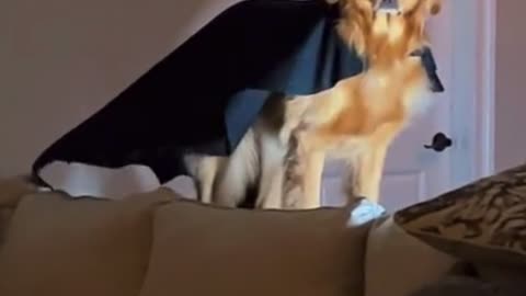 Bat dog