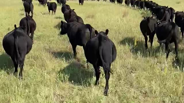 Moving the yearlings home