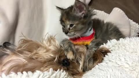 Cats and dogs are a family