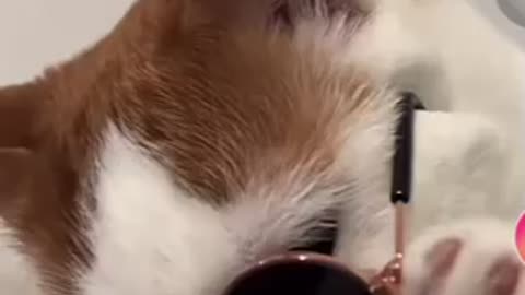 The most intelligent cat in the world 🐈