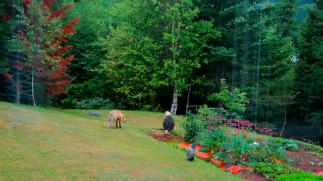 Bald Eagle vs. Fox