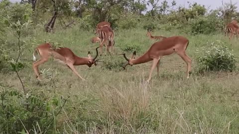 Impala rams fighting animal videos