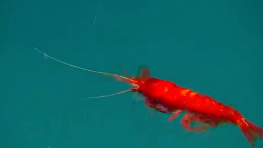 Red Shrimp in the Ocean