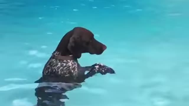 Water Ballet