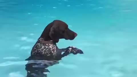 Water Ballet