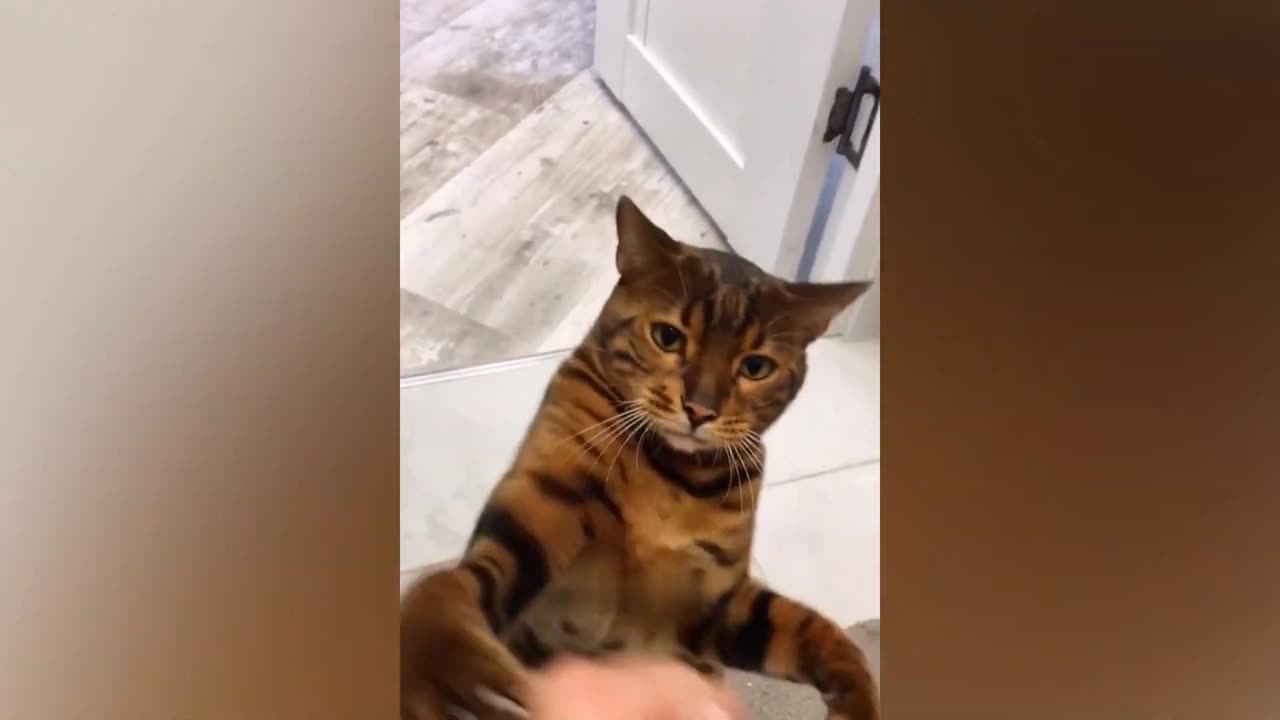 Amazing movements of Dogs and Cats❤️