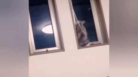 Awesome SO Cute Cat ! Cute and Funny Cat Videos to Keep You Smiling! 🐱4
