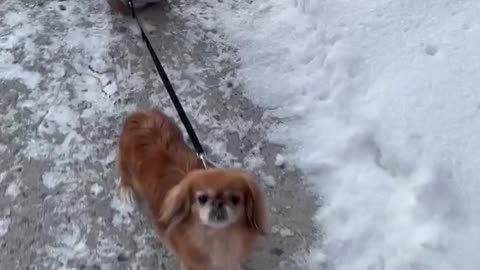 The baby is walking with his puppy.