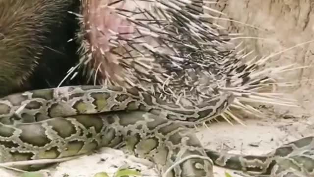 Who wins and who loses in a battle between snakes and pigs