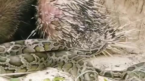 Who wins and who loses in a battle between snakes and pigs