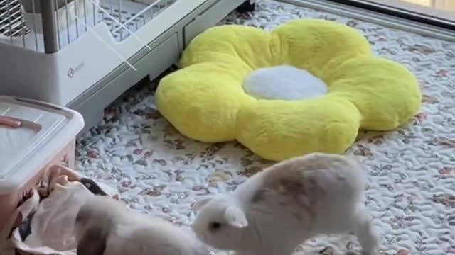 Your rabbit jump too?