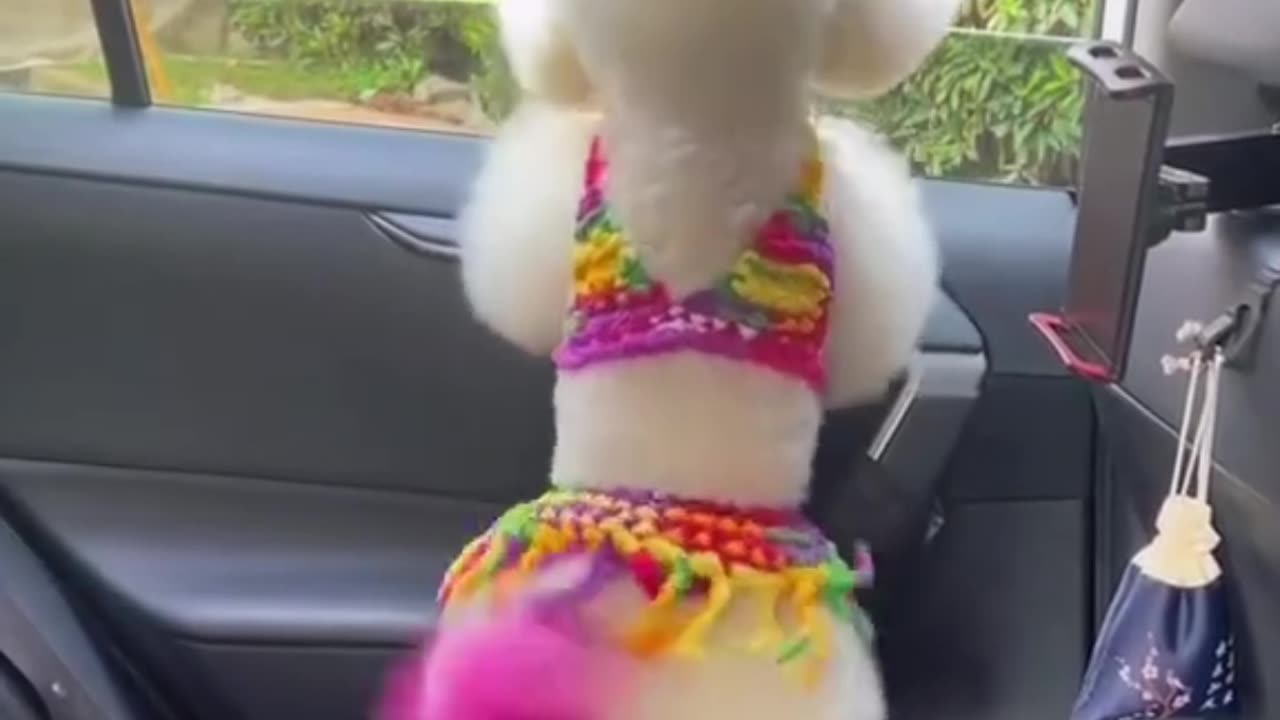 Cute dog 🐶🐕😍