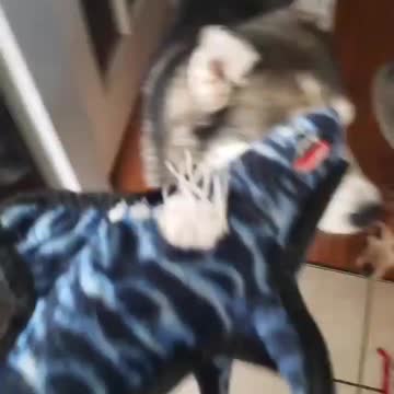 Cute Siberian husky playing with a shark
