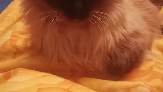 The cute cat try to sleep