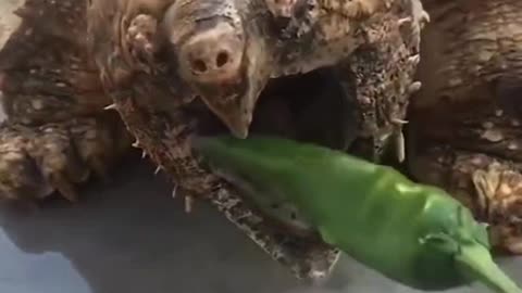 1 This is the turtle with the strongest land bite