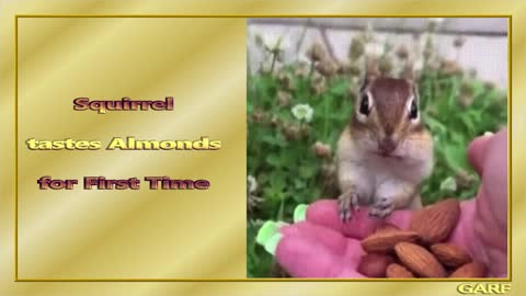 Squirrel Tastes Almonds for First Time