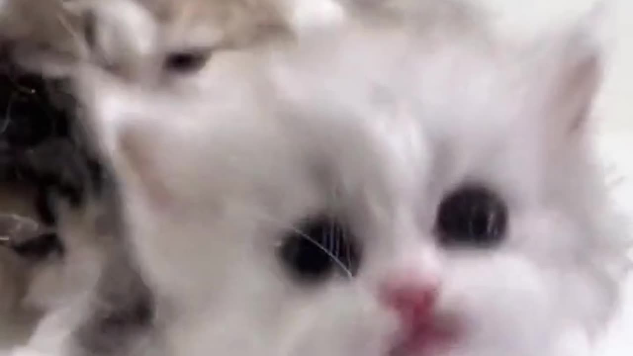 Cute Cats And Kittens Meow Meow