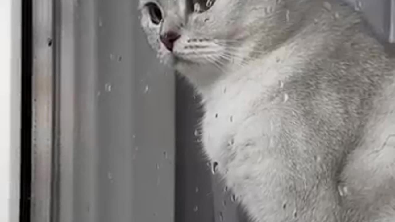 Cute Cat