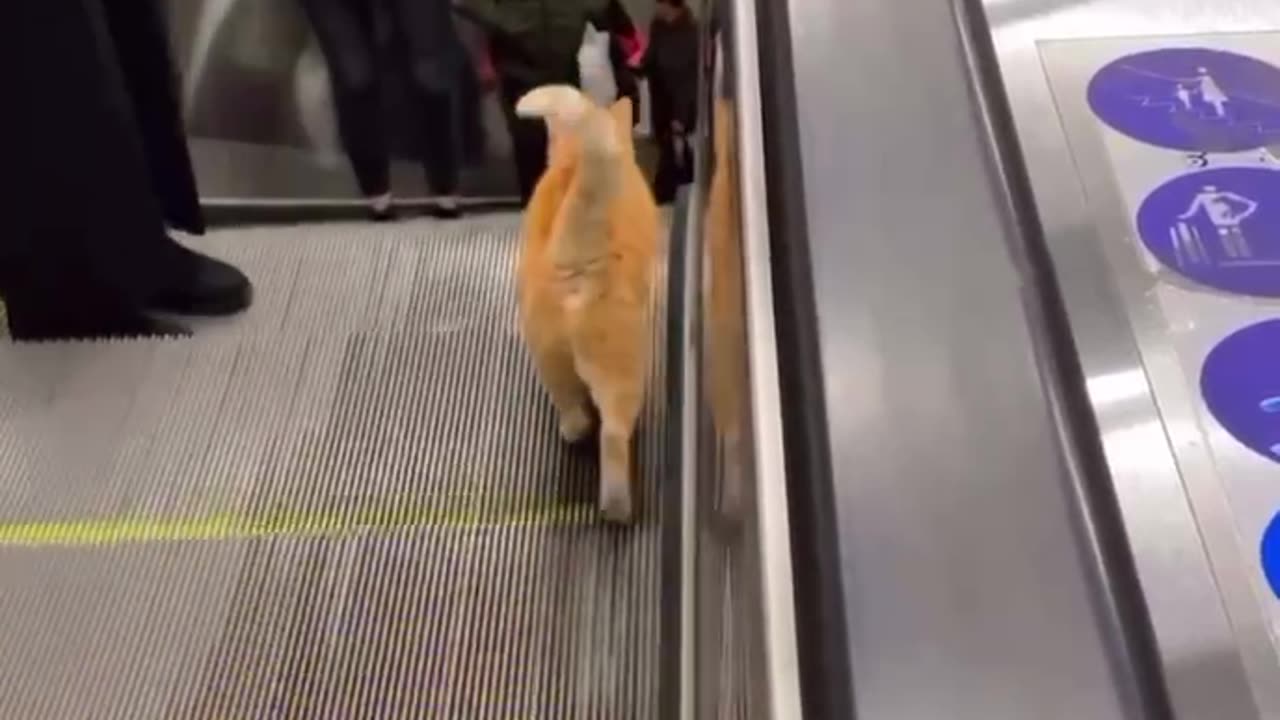 cat walk