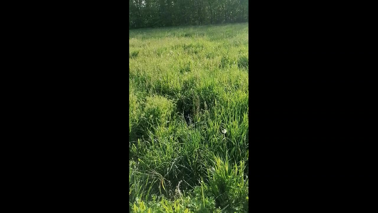 On a walk Chihuahua