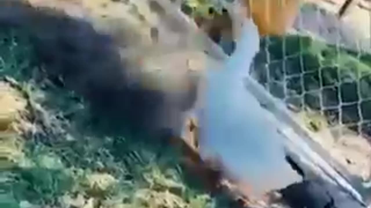 Top Funny Animals😁 2023 compilation video