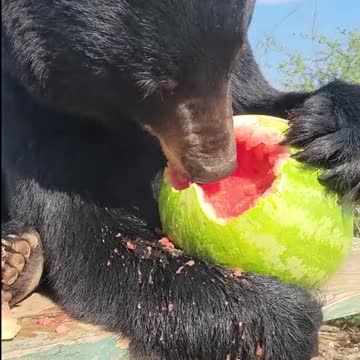Bear Enjoying Fresh Watermelon