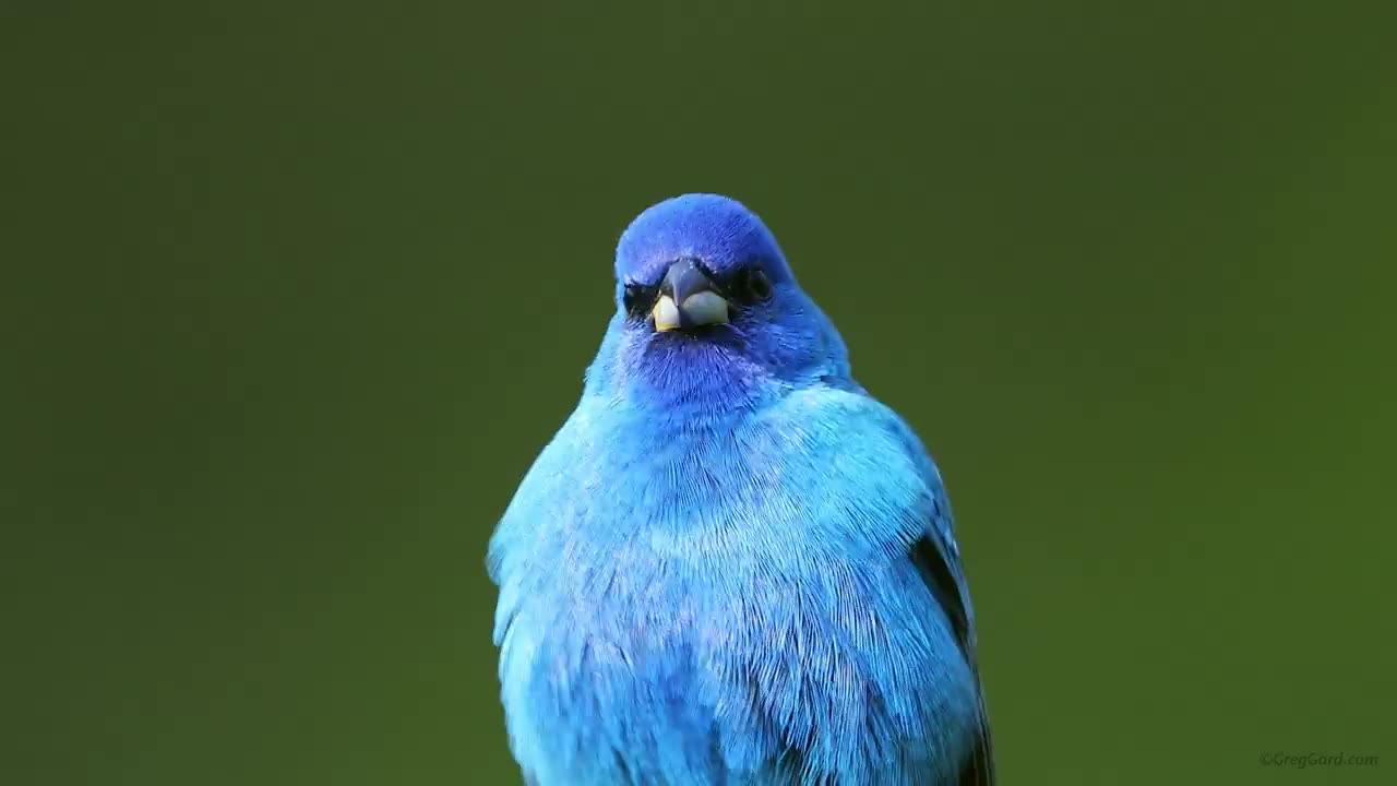 Adult male Indigo Bunting singing