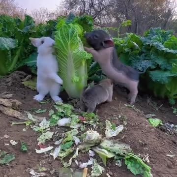 Puppy treats the pig as its mother😂😂