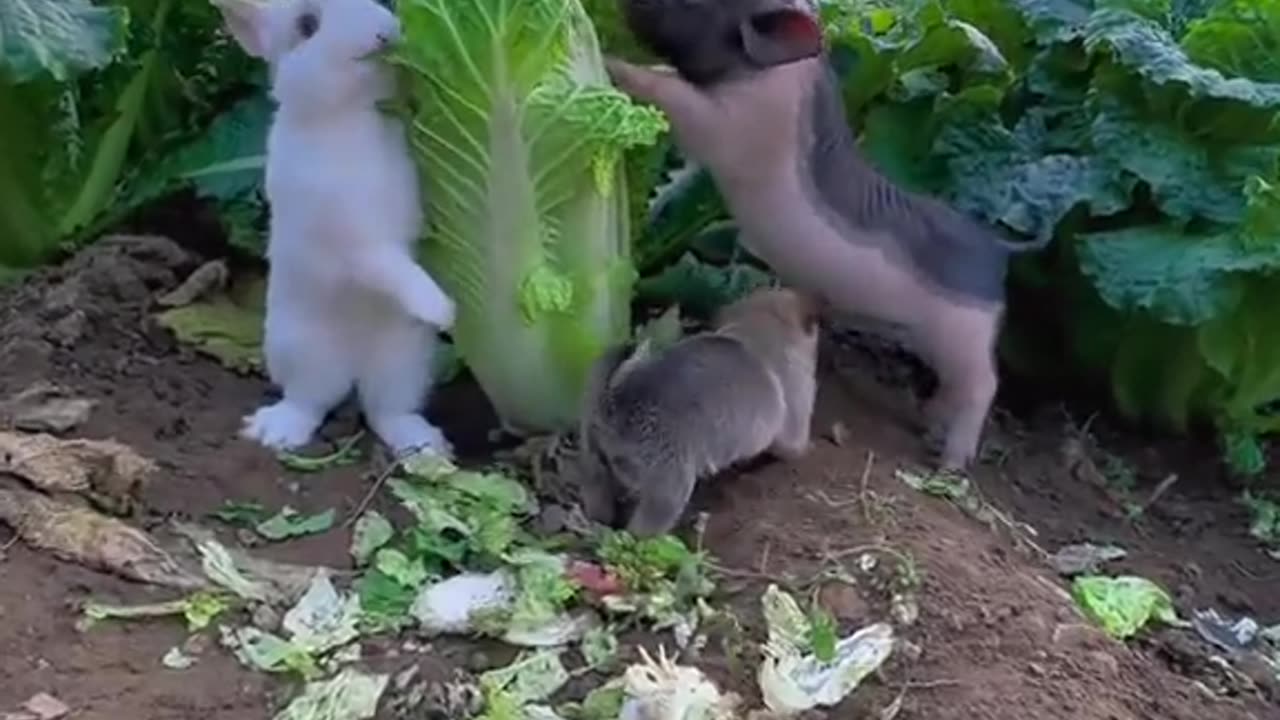 Puppy treats the pig as its mother😂😂