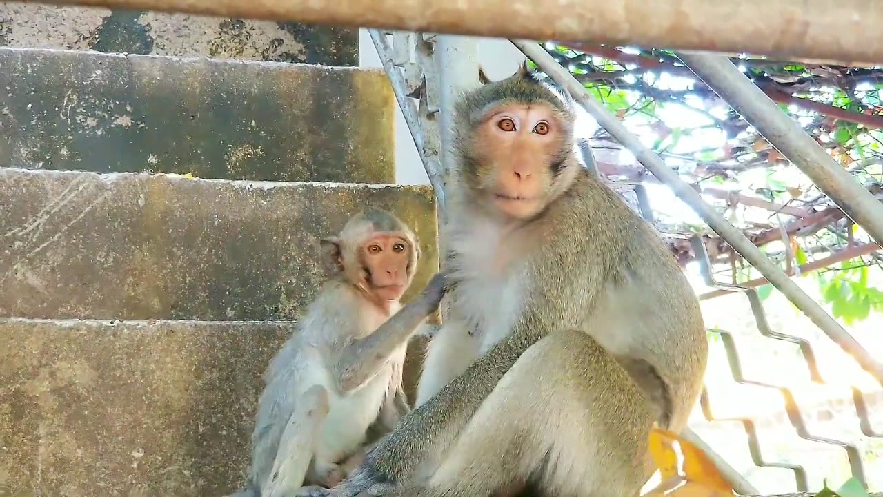 New Funny Animals Video 2023 Cute Monkey fun with her Mother